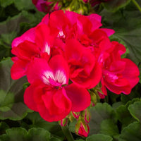 Geranium Calliope Large Hot Rose