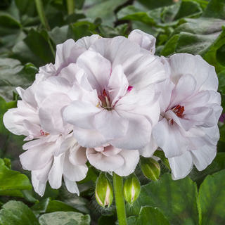 Geranium Ivy League White