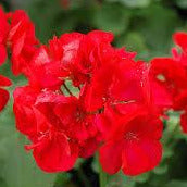 Geranium Maestro Idols Sassy Red Dark