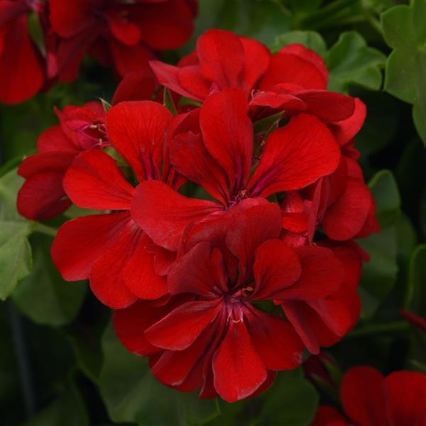 Geranium Ivy Precision Red