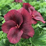 Geranium REGAL Elegance Burgundy