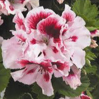 Geranium REGAL Elegance Crystal Rose