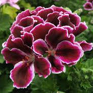 Geranium REGAL Elegance Imperial