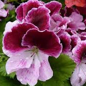 Geranium REGAL Elegance Purp Majesty