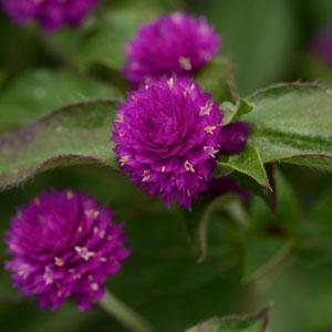 Gomphrena Pinball Purple