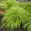 Grass Hakonechloa mac All Gold