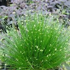 Grass Scirpus Fiberoptic