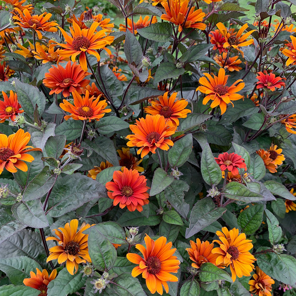 Heliopsis ' Bleeding Hearts '