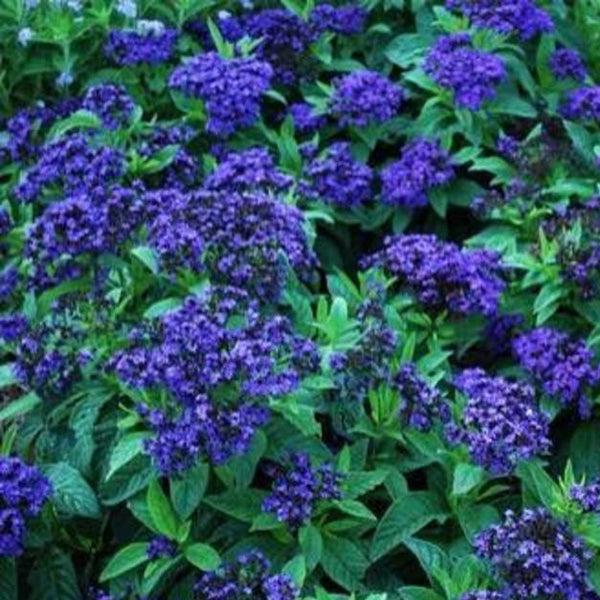 Heliotrope Scentropia Blue Dark