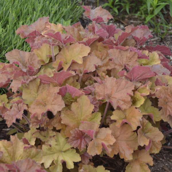 Heuchera Caramel
