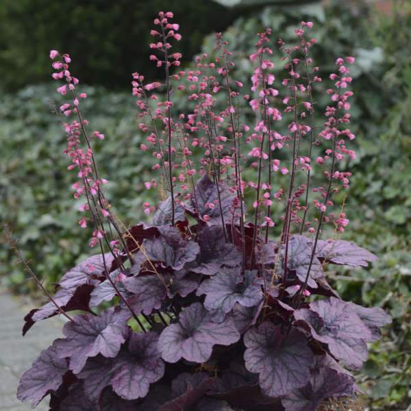 Heuchera Grape Timeless