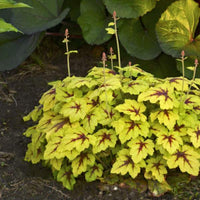 Heucherella Catching Fire