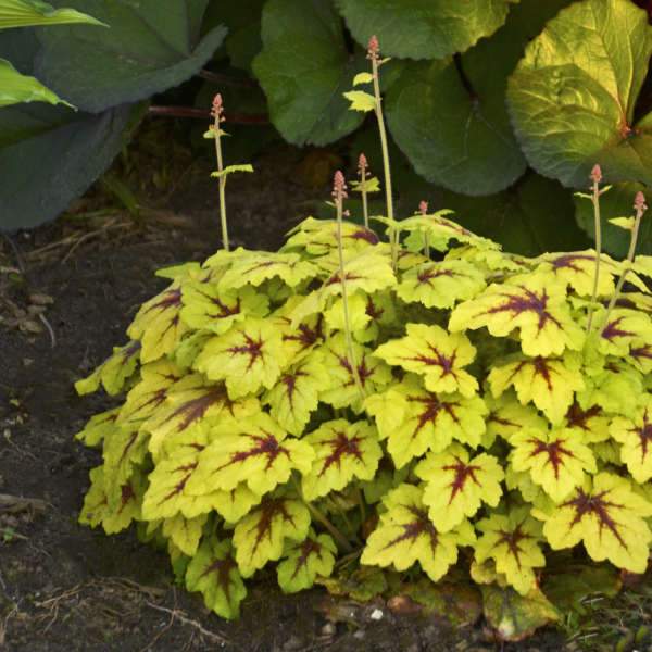 Heucherella Catching Fire