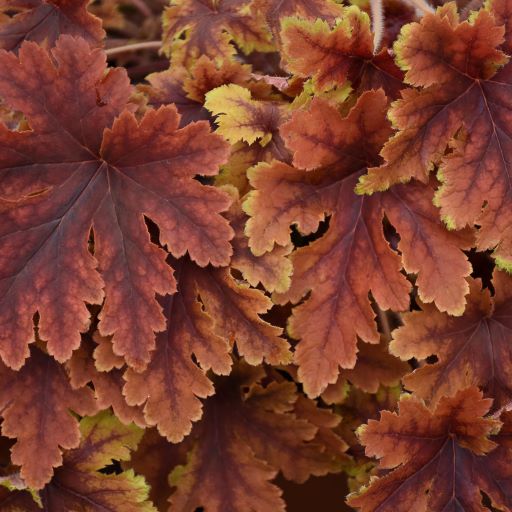 Heucherella ' Copper King '