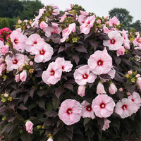 Hibiscus Dark Mystery