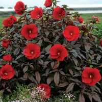 Hibiscus ' Midnight Marvel '