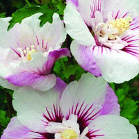 Hibiscus syriacus Fiji