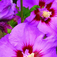 Hibiscus syriacus Tahiti