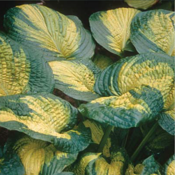 Hosta Brother Stephan