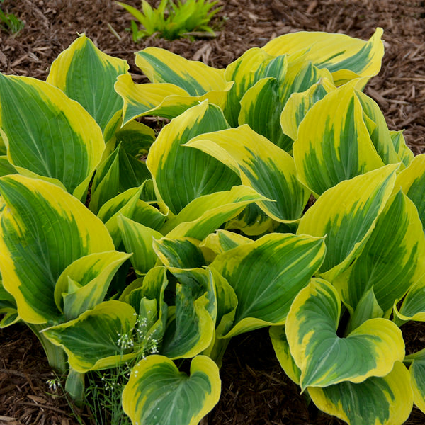 Hosta ' Liberty '