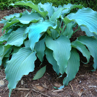 Hosta ' Neptune '