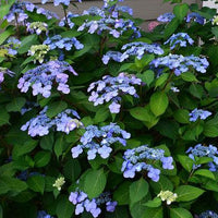 Hydrangea macrophylla Twist-n-Shout®