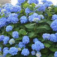 Hydrangea macrophylla Endless Summer®