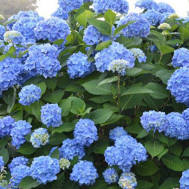 Hydrangea macrophylla Endless Summer®