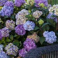 Hydrangea macrophylla BloomStruck®