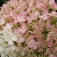 Hydrangea paniculata Bobo®