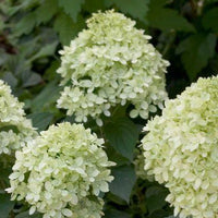 Hydrangea pan Little Lime®