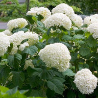 Hydrangea arborescens Incrediball®