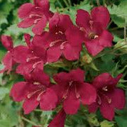 Lophospermum Wine Red