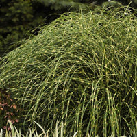 Grass Miscanthus Little Zebra