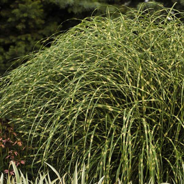Grass Miscanthus Little Zebra