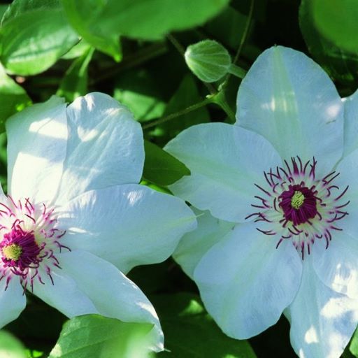 Clematis Miss Bateman