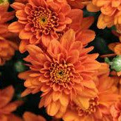 Mums - Orange