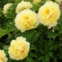 Peony ' Bartzella '