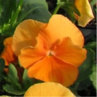 Pansy - Orange