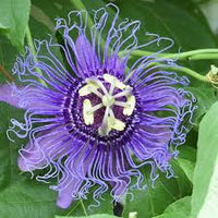 Passiflora Incense- Passion vine