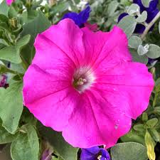 Petunia Supertunia Pink Giant