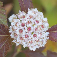 Physocarpus Amber Jubilee