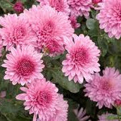 Mums - Pink