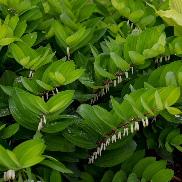 Polygonatum ' Ruby Slippers '