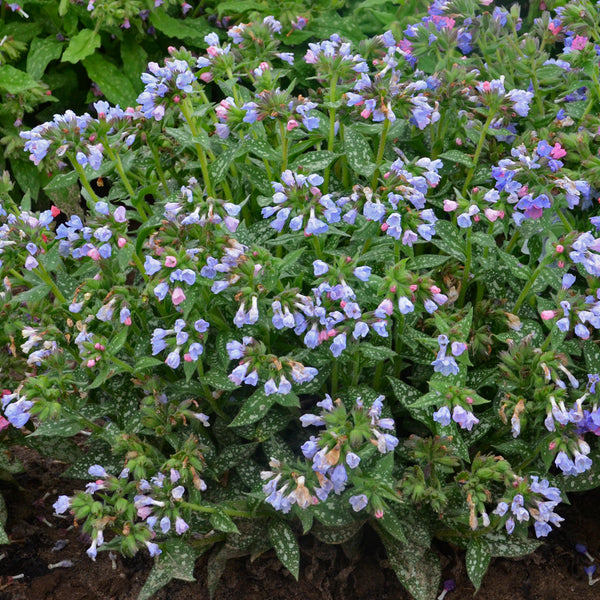 Pulmonaria Twinkle Toes