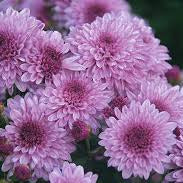 Mums - Purple