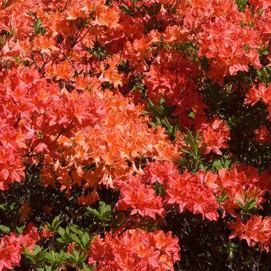 Rhododendron Mandarin Lights Azalea-orange