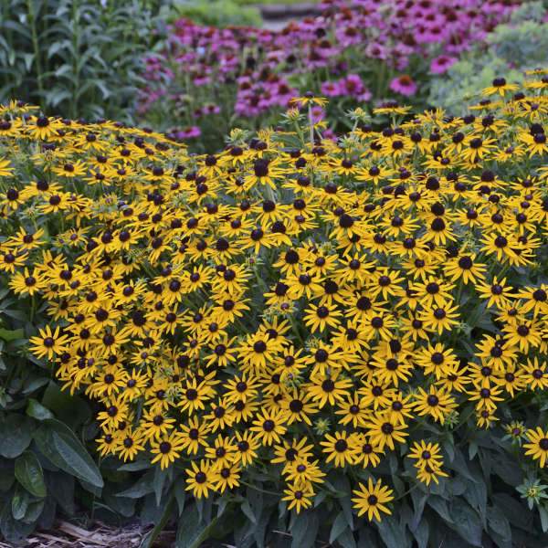 Rudbeckia  Goldblitz