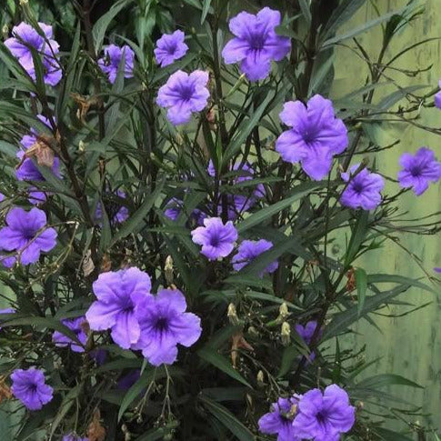 Ruellia Purple Showers- Mexican petunia