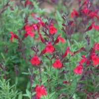 Salvia greg.  ' Furmann Red '